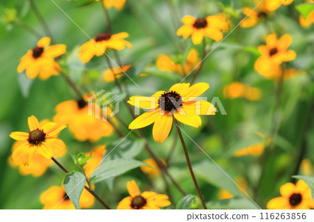 橙色金光菊 116263856