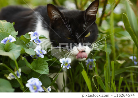 a black and white cat in a flowerbed exploring the grass, blue flowers nearby, a domestic cat with a large head 116264574