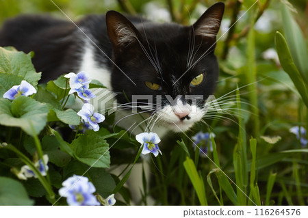 a black and white cat in a flowerbed exploring the grass, blue flowers nearby, a domestic cat with a large head a black and white cat in a flowerbed exploring the grass, blue flowers nearby, a domestic cat with a large head 116264576