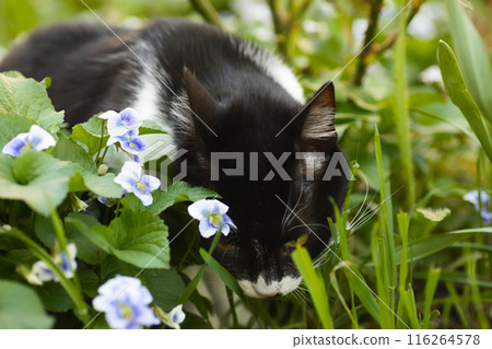 a black and white cat in a flowerbed exploring the grass, blue flowers nearby, a domestic cat with a large head a black and white cat in a flowerbed exploring the grass, blue flowers nearby, a domestic cat with a large head 116264578