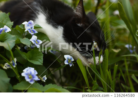 a black and white cat in a flowerbed exploring the grass, blue flowers nearby, a domestic cat with a large head 116264580