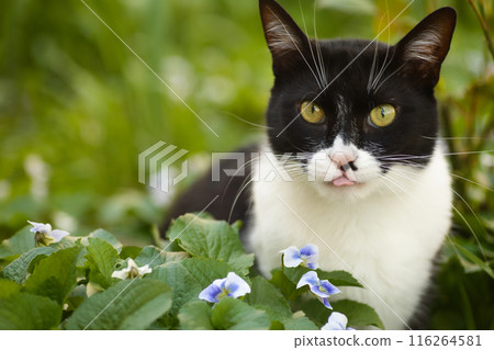 a black and white cat in a flowerbed exploring the grass, blue flowers nearby, a domestic cat with a large head a black and white cat in a flowerbed exploring the grass, blue flowers nearby, a domestic cat with a large head 116264581