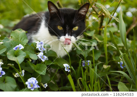 a black and white cat in a flowerbed exploring the grass, blue flowers nearby, a domestic cat with a large head a black and white cat in a flowerbed exploring the grass, blue flowers nearby, a domestic cat with a large head 116264583