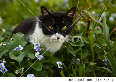 a black and white cat in a flowerbed exploring the grass, blue flowers nearby, a domestic cat with a large head a black and white cat in a flowerbed exploring the grass, blue flowers nearby, a domestic cat with a large head 116264585