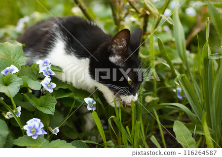 a black and white cat in a flowerbed exploring the grass, blue flowers nearby, a domestic cat with a large head 116264587
