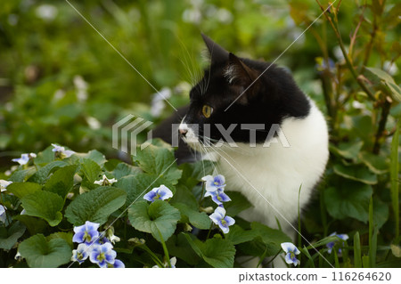 a black and white cat in a flowerbed exploring the grass, blue flowers nearby, a domestic cat with a large head 116264620