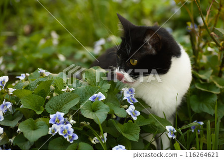 a black and white cat in a flowerbed exploring the grass, blue flowers nearby, a domestic cat with a large head 116264621