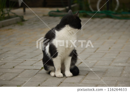 portrait of a fluffy cute black and white cat with yellow eyes on the street portrait of a fluffy cute black and white cat with yellow eyes on the street 116264633