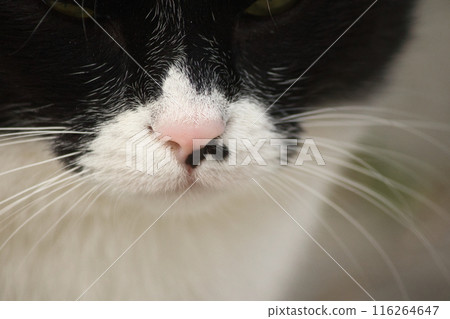 portrait of a fluffy cute black and white cat with yellow eyes on the street portrait of a fluffy cute black and white cat with yellow eyes on the street 116264647