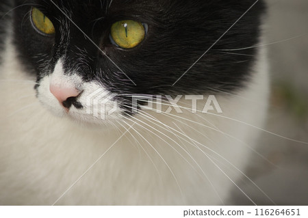 portrait of a fluffy cute black and white cat with yellow eyes on the street portrait of a fluffy cute black and white cat with yellow eyes on the street 116264651