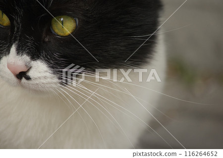 portrait of a fluffy cute black and white cat with yellow eyes on the street portrait of a fluffy cute black and white cat with yellow eyes on the street 116264652
