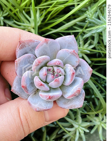 Echeveria Starmark. Succulent Echeveria Plant Flower Rosette Echeveria Starmark. Succulent Echeveria Plant Flower Rosette 116264679