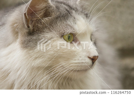 close-up portrait of a gray-white cat with yellow beautiful eyes on the street 116264750
