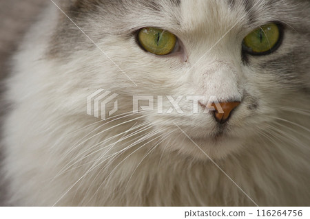 close-up portrait of a gray-white cat with yellow beautiful eyes on the street close-up portrait of a gray-white cat with yellow beautiful eyes on the street 116264756