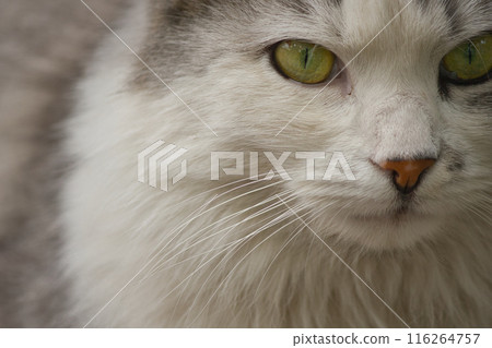 close-up portrait of a gray-white cat with yellow beautiful eyes on the street close-up portrait of a gray-white cat with yellow beautiful eyes on the street 116264757