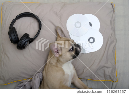 A bulldog dog lying on a pillow in bed between CDs and large black headphones reflecting on the music he has listened to A bulldog dog lying on a pillow in bed between CDs and large black headphones reflecting on the music he has listened to 116265267