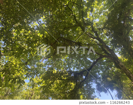 forest nature background environment green landscape tree outdoor wood summer. forest nature background environment green landscape tree outdoor wood summer. 116266243