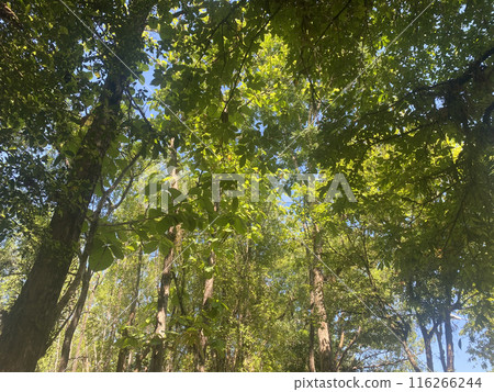 forest nature background environment green landscape tree outdoor wood summer. forest nature background environment green landscape tree outdoor wood summer. 116266244