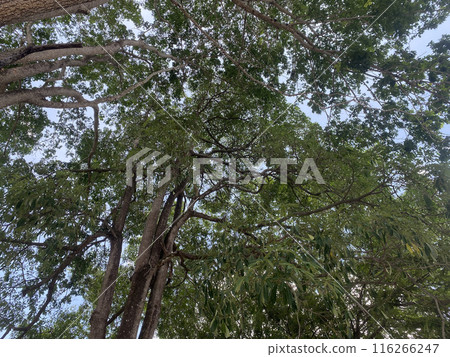 forest nature background environment green landscape tree outdoor wood summer. forest nature background environment green landscape tree outdoor wood summer. 116266247