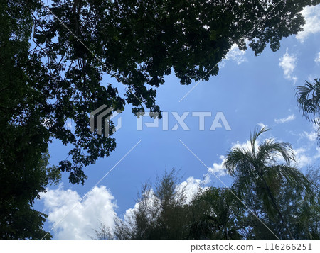 forest nature background environment green landscape tree outdoor wood summer. forest nature background environment green landscape tree outdoor wood summer. 116266251