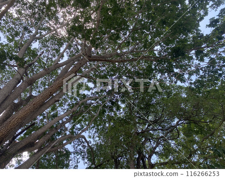 forest nature background environment green landscape tree outdoor wood summer. forest nature background environment green landscape tree outdoor wood summer. 116266253
