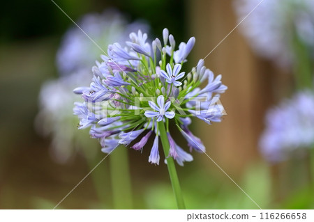 Agapanthus (Purple Kimiko Ran) Agapanthus (Purple Kimiko Ran) 116266658