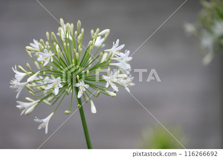 百子蓮（紫公子蘭） 116266692