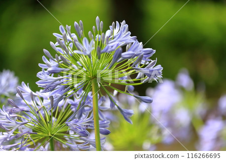 百子蓮（紫公子蘭） 116266695