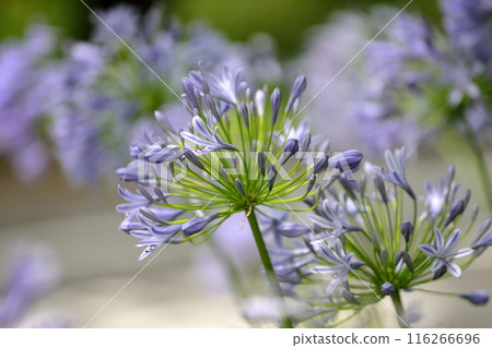 Agapanthus (Purple Kimiko Ran) 116266696