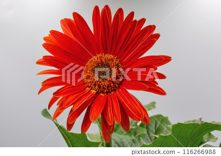 Red gerbera flower with green leaves closeup against white. Red gerbera flower with green leaves closeup against white. 116266988