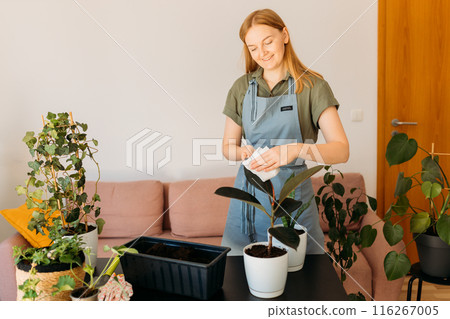 Happy young Female wiping dust from big green leaves of plant. Unrecognizable caring young woman cleans indoor plants, takes care leaf. Woman wiping leaves of houseplants with cloth indoors 116267005
