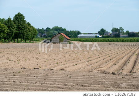 Potato plantations at a Flemish agriculture field around Hakendover, Belgium Potato plantations at a Flemish agriculture field around Hakendover, Belgium 116267192