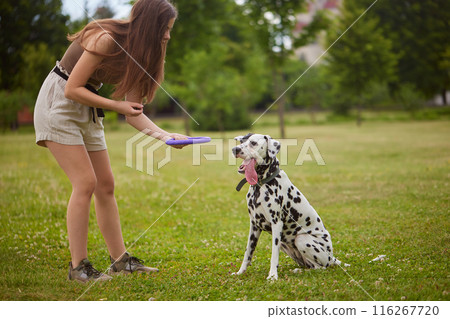 a young girl treats a Dalmatian dog in the park. dog training concept, love for animals, dog walking a young girl treats a Dalmatian dog in the park. dog training concept, love for animals, dog walking 116267720
