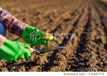 Farmer's hand planting a bulb with flowers in the soil in rows, successful agribusiness, successful harvest 116267735