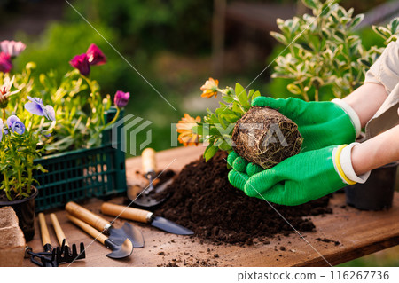 gardener plants flowers in the garden close-up, garden care, gardening concept, care and replanting of flower plants gardener plants flowers in the garden close-up, garden care, gardening concept, care and replanting of flower plants 116267736