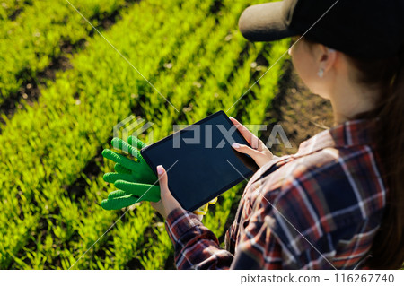young female farmer with a tablet in her hands examines the green field. Modern technologies in agriculture management and agribusiness concept young female farmer with a tablet in her hands examines the green field. Modern technologies in agriculture management and agribusiness concept 116267740