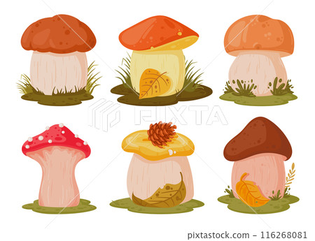 Cartoon mushrooms. Seasonal mushroom food, autumn forest edible and poisonous plants flat vector illustration set. Mushrooms on white background Cartoon mushrooms. Seasonal mushroom food, autumn forest edible and poisonous plants flat vector illustration set. Mushrooms on white background 116268081