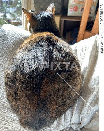 This is the back view of a tabby cat on top of a tower. 116268168