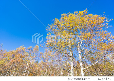 Asahinooka Park, Tateshina Cross Country Course, Shinshu Shirakaba Highlands Asahinooka Park, Tateshina Cross Country Course, Shinshu Shirakaba Highlands 116268169