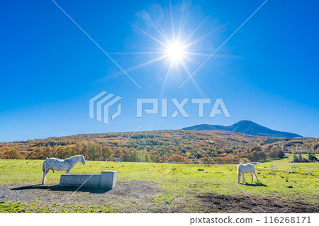 Asahinooka Park, Tateshina Cross Country Course, Shinshu Shirakaba Highlands 116268171