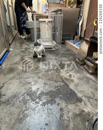 This is a black and white tabby cat sitting in front of a kerosene stove. 116268198