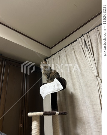 This is a brown tabby cat standing tall on top of a cat tower. 116268235
