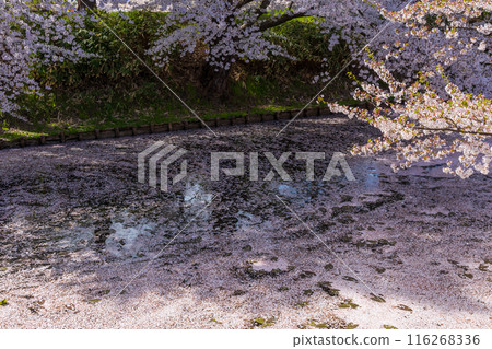 Top 100 Cherry Blossom Spots in Japan: Hirosaki Park, Aomori 116268336