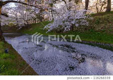 Top 100 Cherry Blossom Spots in Japan: Hirosaki Park, Aomori 116268339