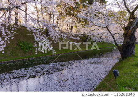 Top 100 Cherry Blossom Spots in Japan: Hirosaki Park, Aomori Top 100 Cherry Blossom Spots in Japan: Hirosaki Park, Aomori 116268340