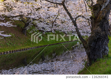 Top 100 Cherry Blossom Spots in Japan: Hirosaki Park, Aomori 116268341