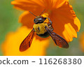 Carpenter bee collecting nectar of Kibana cosmos 116268380