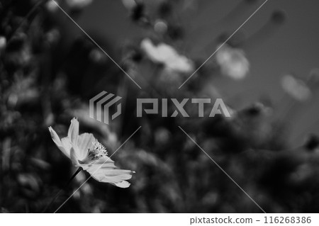 Cosmos blooming in the flower garden Cosmos blooming in the flower garden 116268386