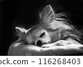 Chihuahua sleeping on a cushion 116268403