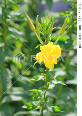 Evening primrose flowers and buds Evening primrose flowers and buds 116268405